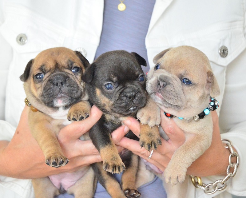 Three French Bulldog puppies being held together