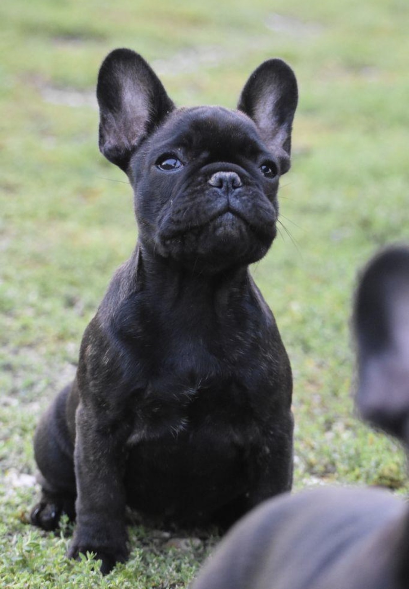 Black French Bulldog puppy