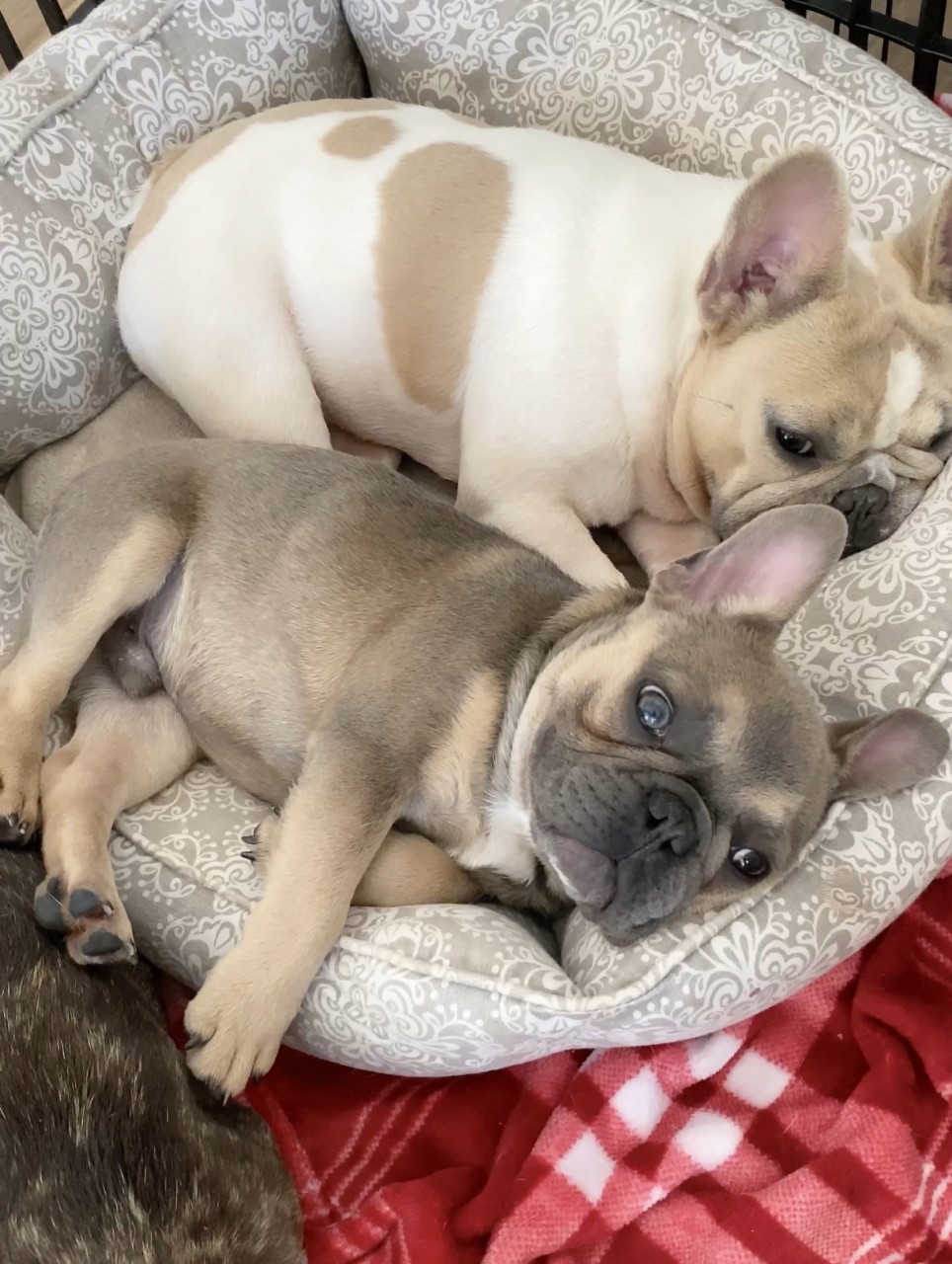 Two French Bulldog puppies cuddling in a dog bed