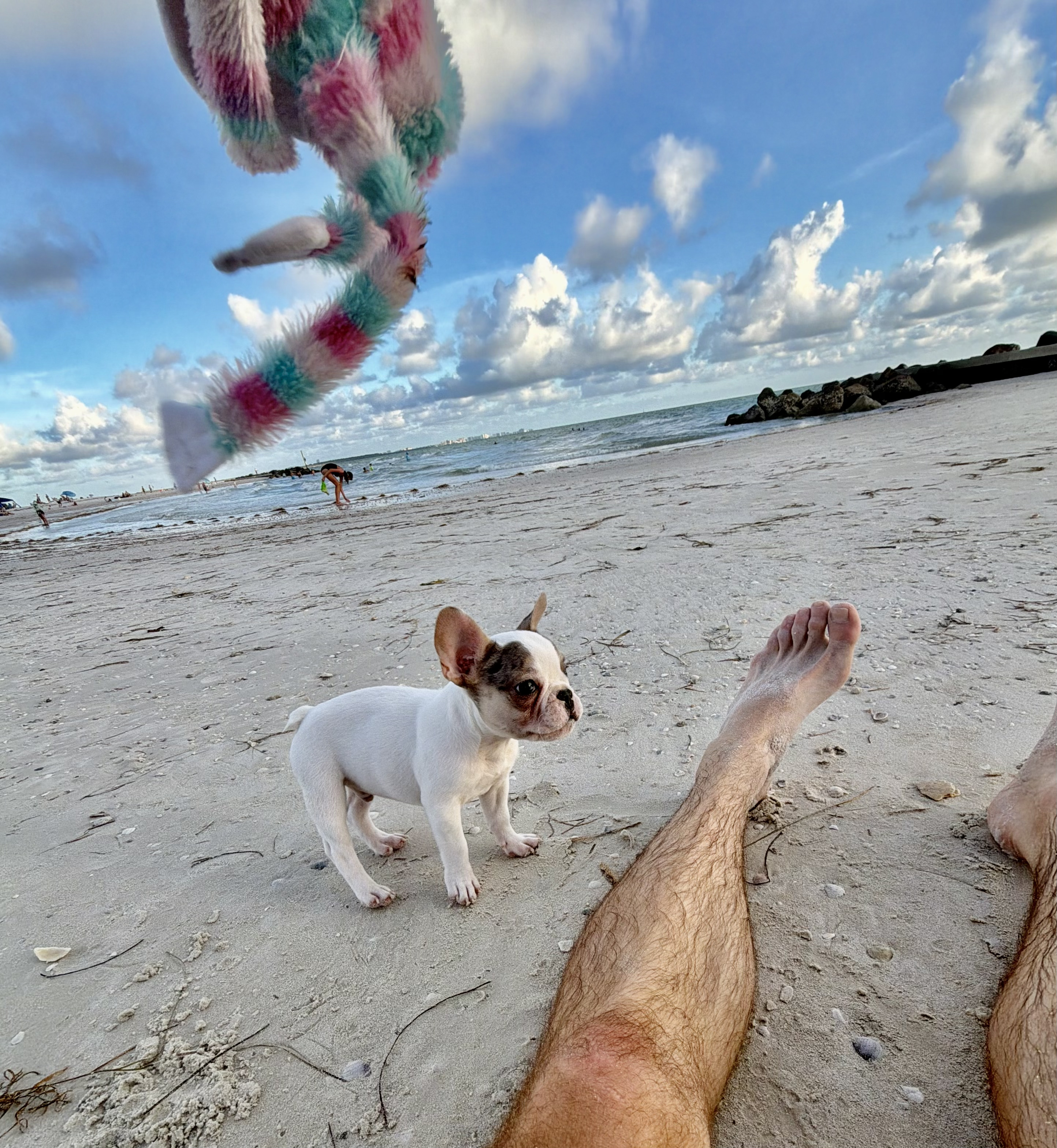 French Bulldog puppy portrait