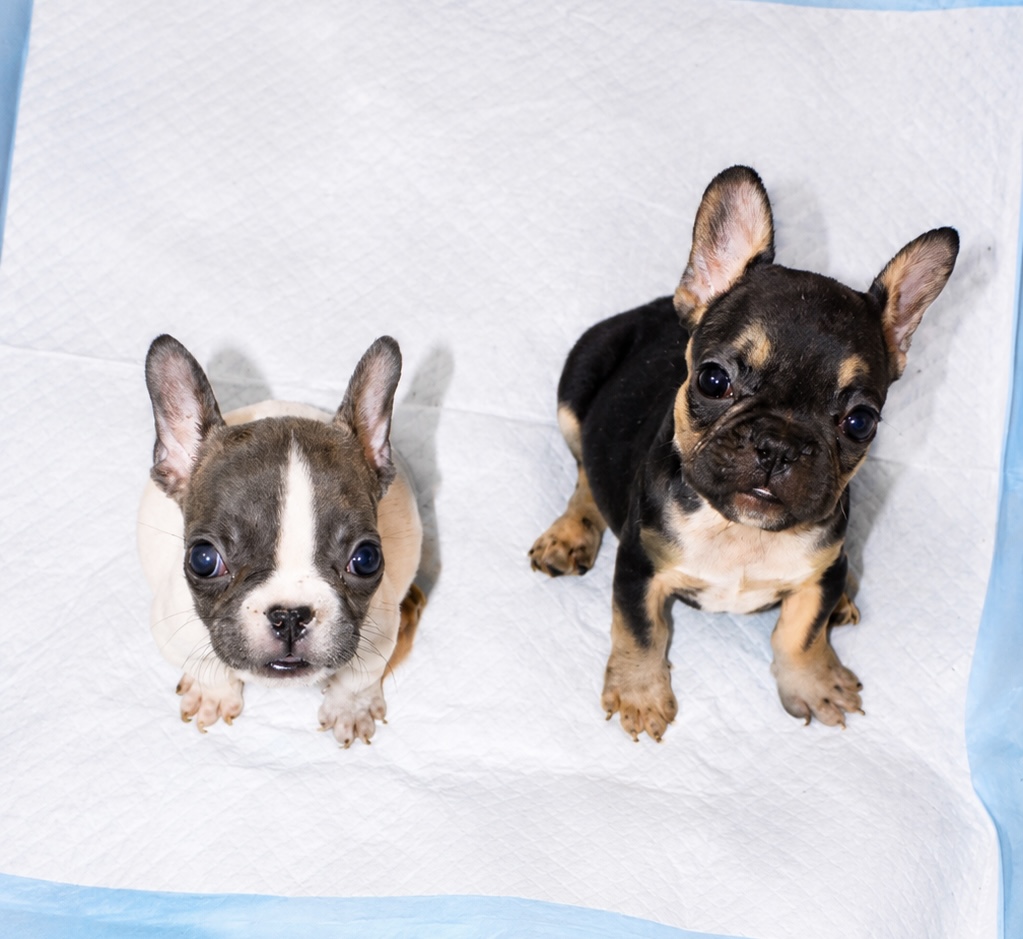 Two French Bulldog puppies sitting side by side on a puppy pad