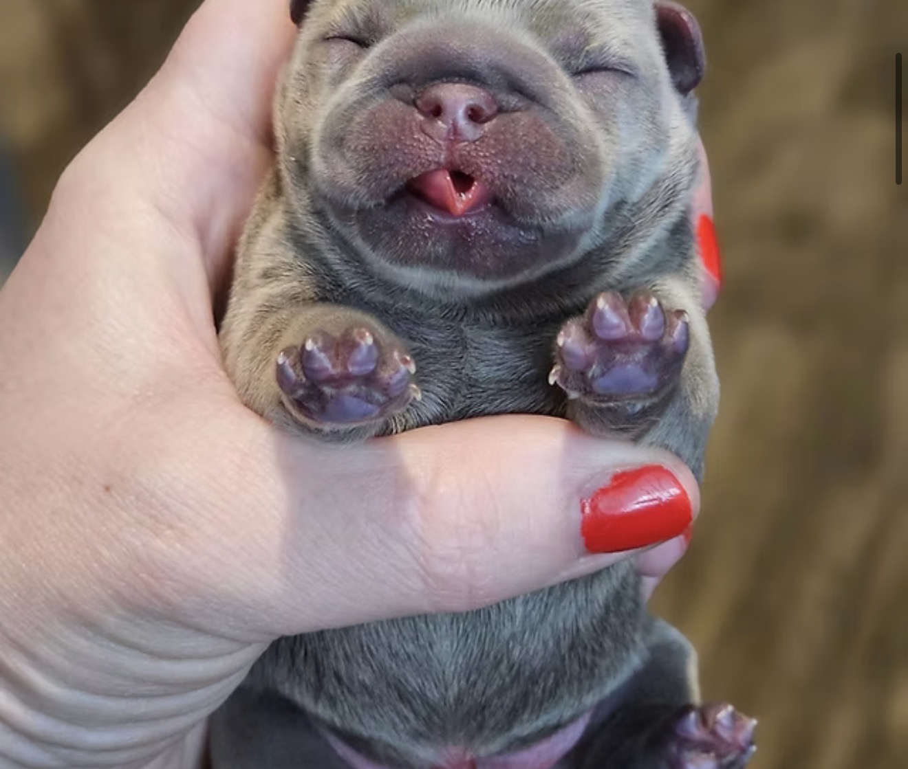 Tiny Royals
