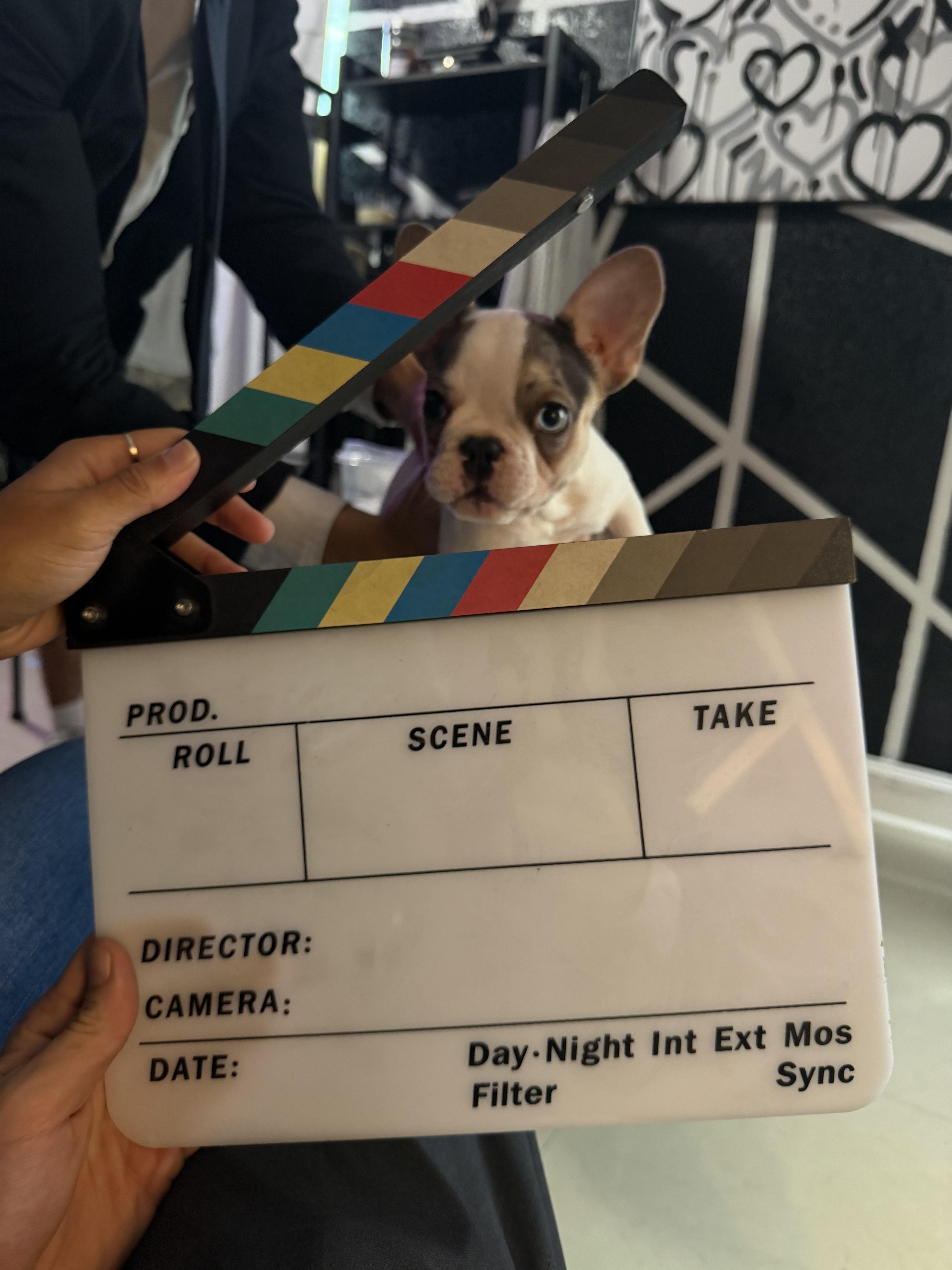 French Bulldog puppy portrait