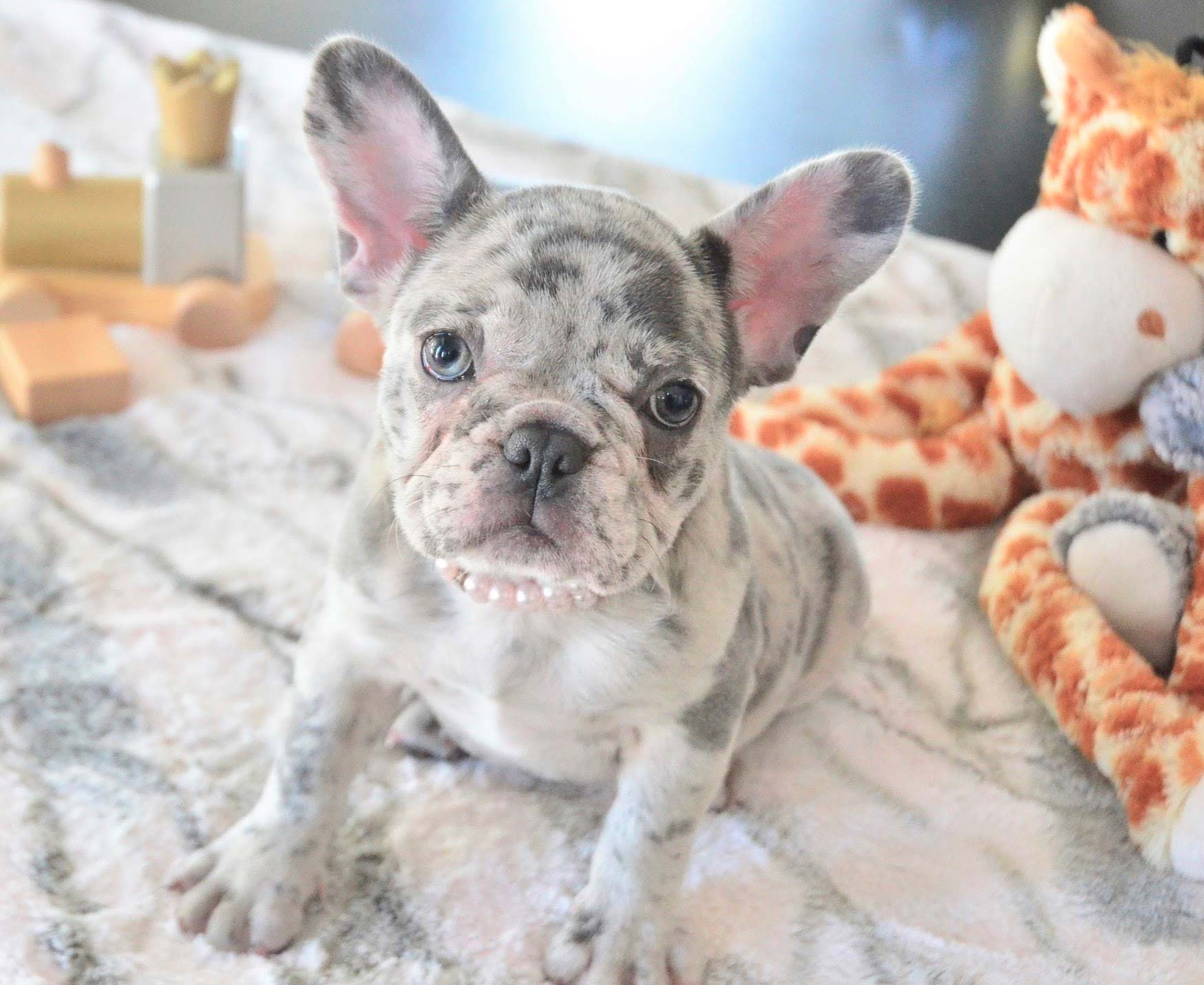 Merle French Bulldog puppy wearing a pearl collar