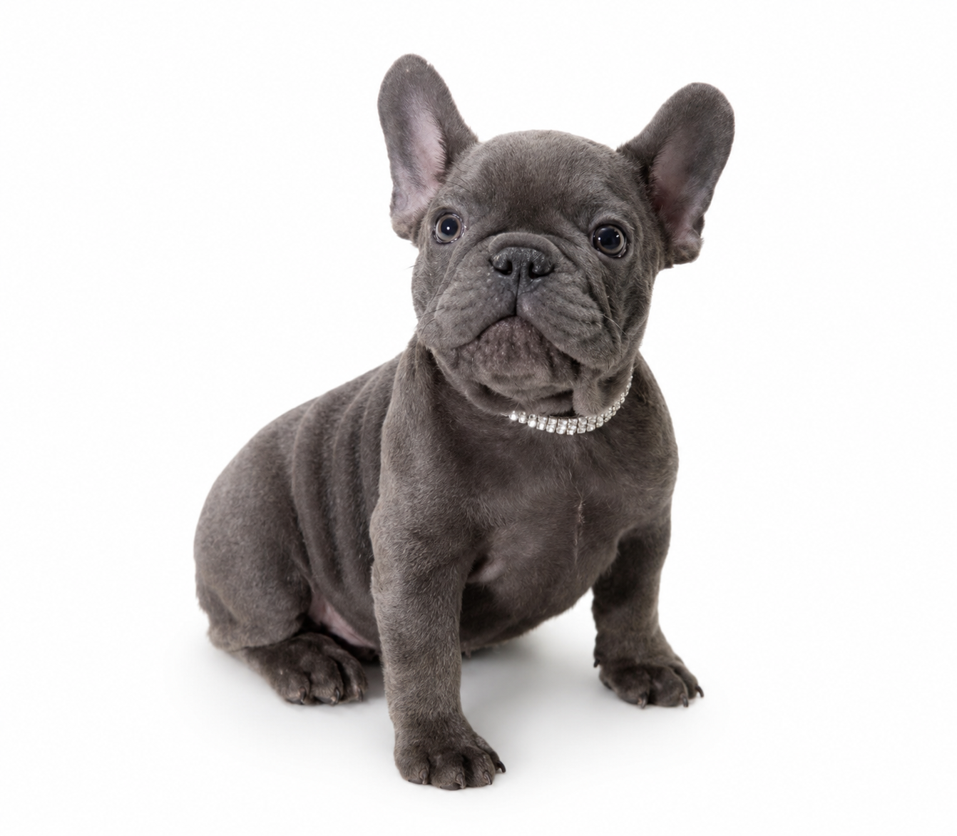 Blue French Bulldog puppy wearing a rhinestone collar
