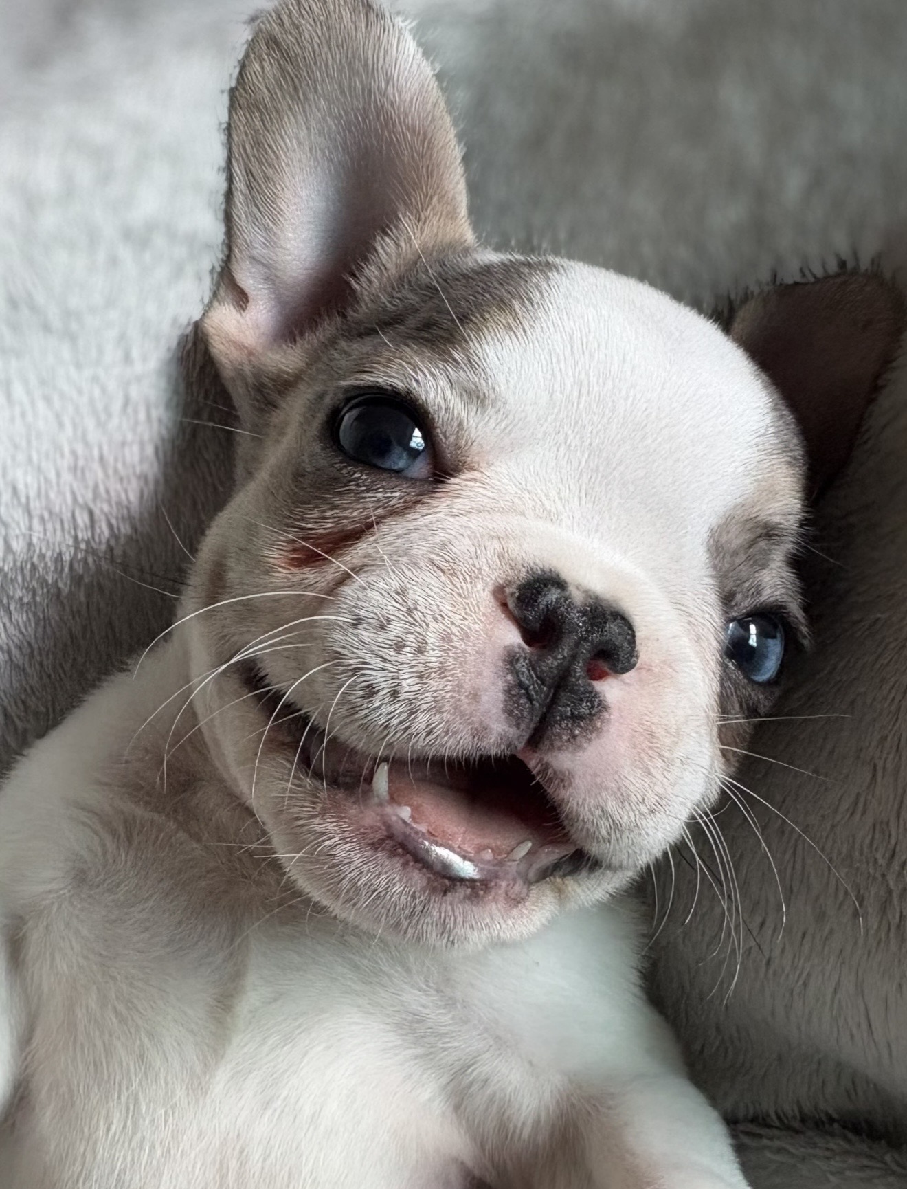 Smiling French Bulldog puppy