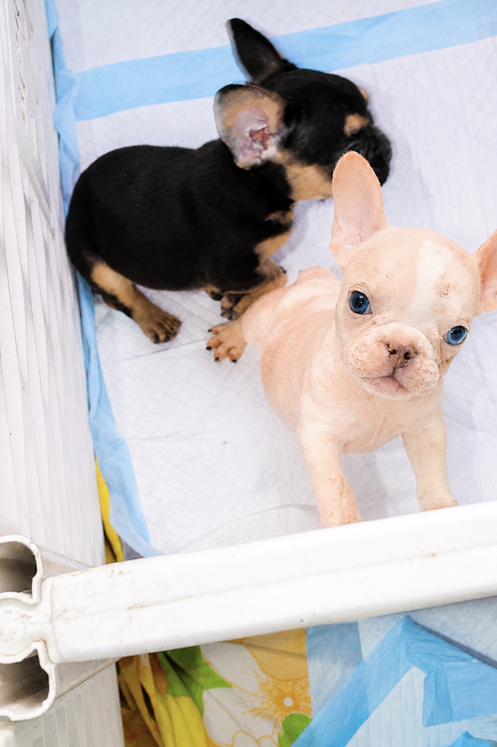Cream and black and tan French Bulldog puppies in a playpen