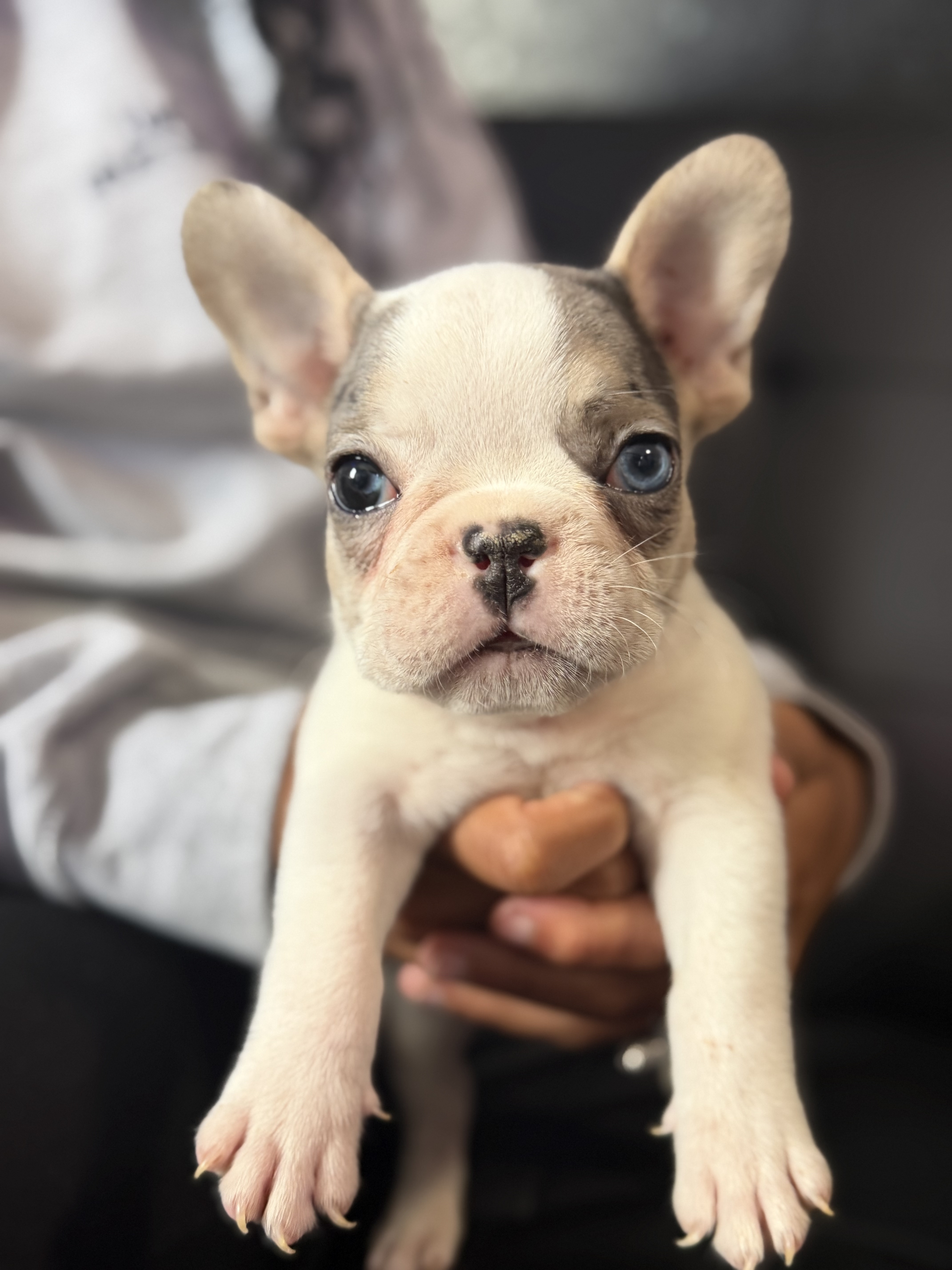 French Bulldog puppy portrait