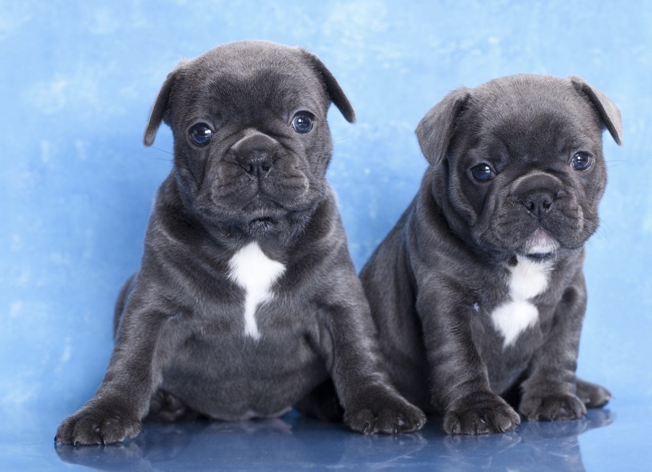 Royal Blue Litter