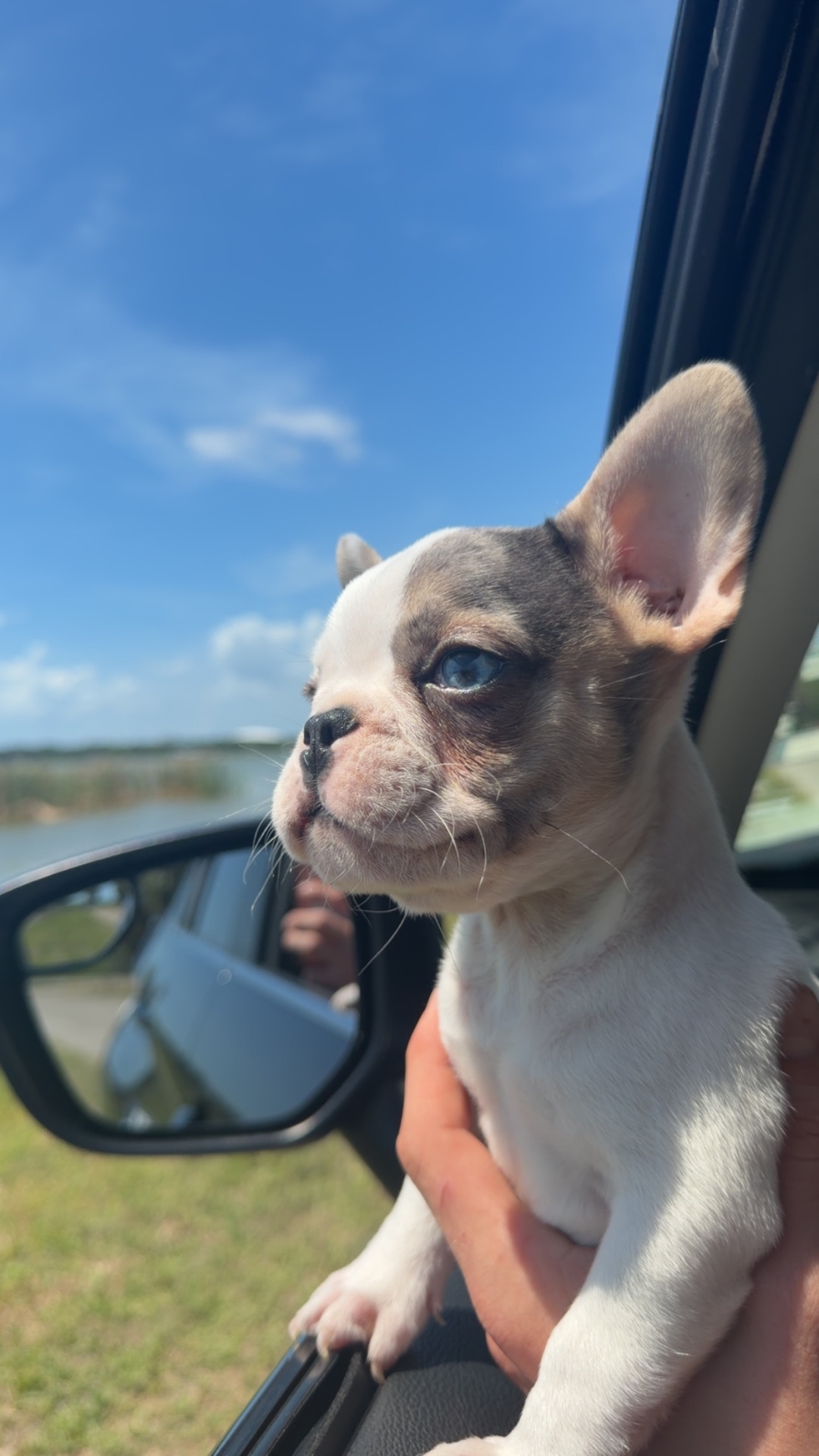 Blue eyed pied French Bulldog puppy looking out a car window